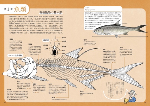 ぜんぶ絵でわかる9 すごい骨の動物図鑑 – 丸善ジュンク堂書店
