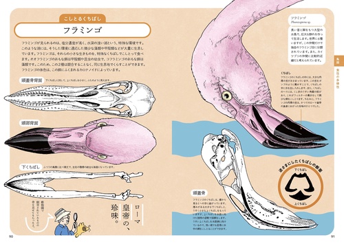 ぜんぶ絵でわかる9 すごい骨の動物図鑑 – 丸善ジュンク堂書店