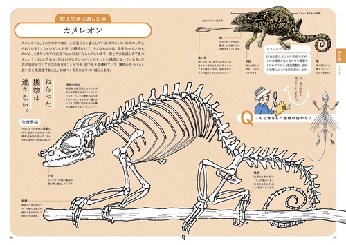 詳細不明です。動物の骨だと思います。商品説明必読お願い致します。 株式会社 メイツユニバーサルコンテンツ » みんなが知りたい! 骨