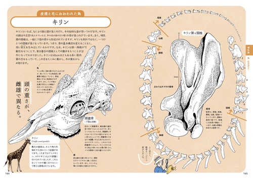 ぜんぶ絵でわかる9 すごい骨の動物図鑑 – 丸善ジュンク堂書店