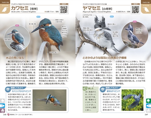 ぱっと見わけ 観察を楽しむ 野鳥図鑑【増補改訂版】 – 丸善ジュンク堂