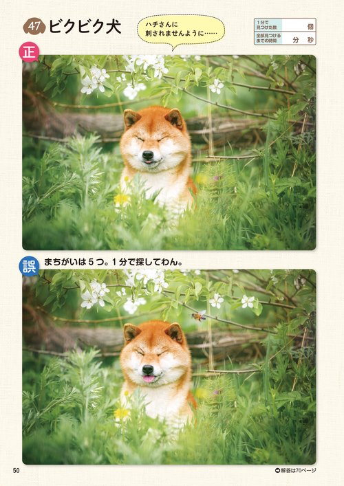とても珍しい　仔犬の伊万里 古伊万里の皿｜開運！なんでも鑑定団｜テレビ東京