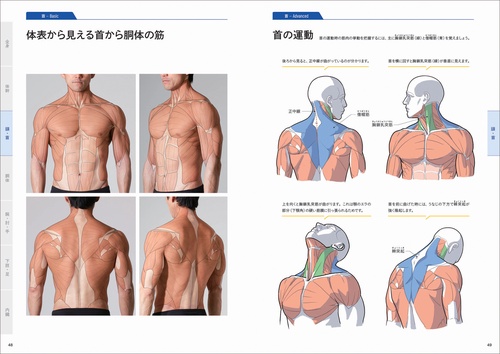 【中古】解剖学用語 改訂11版／日本解剖学会 編／丸善 解剖学用語 | 日本解剖学会, 日本解剖学会 |本 | 通販 | Amazon