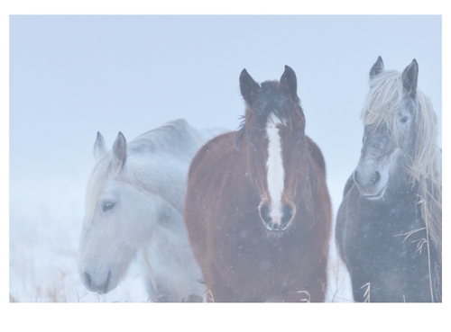 The Horses of Yururi ユルリ島の馬 The Horses of Yururi Island