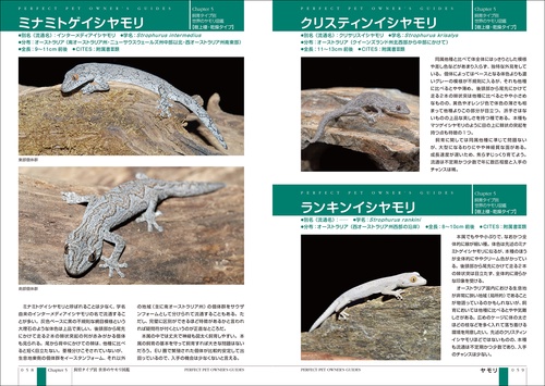 ヤモリの悪魔 ヤモリ目 Order Gekkota