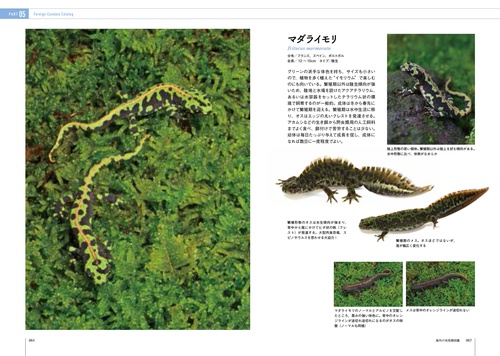 イモリと暮らす本 – 丸善ジュンク堂書店ネットストア