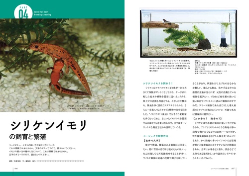 イモリ？どじょう？ 文鎮 イモリ？どじょう？ 文鎮 イモリ？どじょう