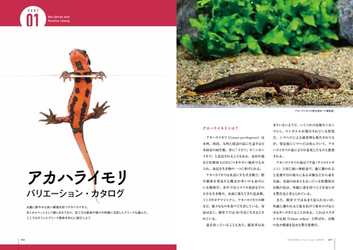 イモリと暮らす本 – 丸善ジュンク堂書店ネットストア