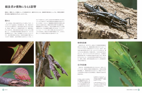 昆虫学 Annual Review of Entomology 参考書 全巻 虫 ビジュアル図鑑 昆虫 驚異の科学 – 丸善ジュンク堂書店ネットストア