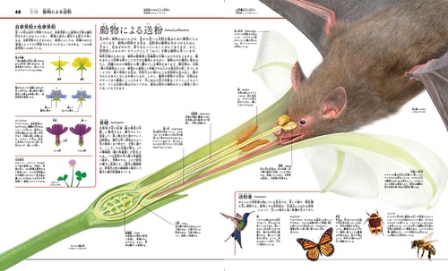 まるごとわかる！ 植物と菌類のサイエンス大図鑑 – 丸善ジュンク堂書店