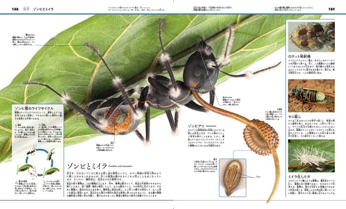 まるごとわかる！ 植物と菌類のサイエンス大図鑑 – 丸善ジュンク堂書店