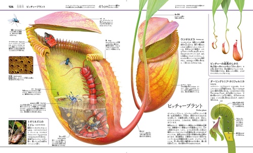 まるごとわかる！ 植物と菌類のサイエンス大図鑑 – 丸善ジュンク堂書店