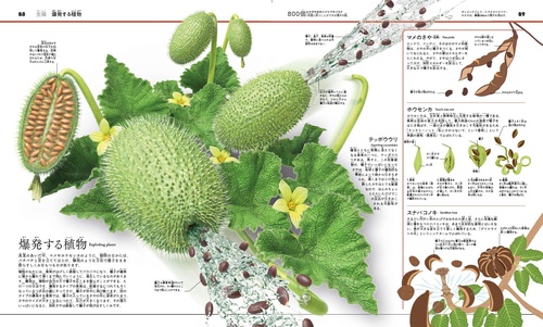 まるごとわかる！ 植物と菌類のサイエンス大図鑑 – 丸善ジュンク堂書店
