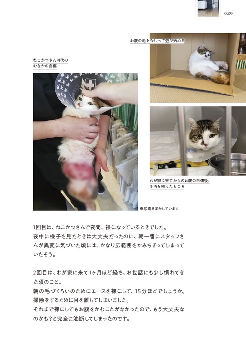 二本足の猫・エースのごきげん日和 – 丸善ジュンク堂書店ネットストア