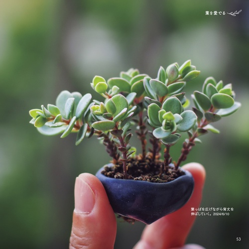 ベランダで豆盆栽鉢で楽しむ ゆびのさきにかわいいみどり – 丸善