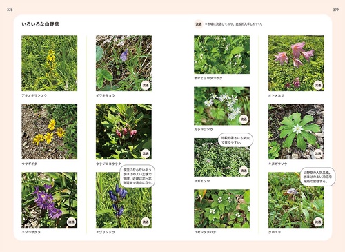 決定版! 花事典800 – 丸善ジュンク堂書店ネットストア