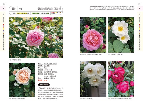 【全2巻セット・美品】 　花材百科 四季花事典①春夏＋②秋冬・周年 決定版! 花事典800 – 丸善ジュンク堂書店ネットストア