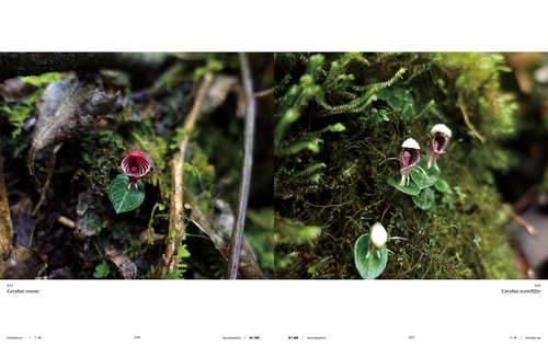 Miread M. Platt 水彩画 ジャングル植物 水彩画「WA008 マーガレット」