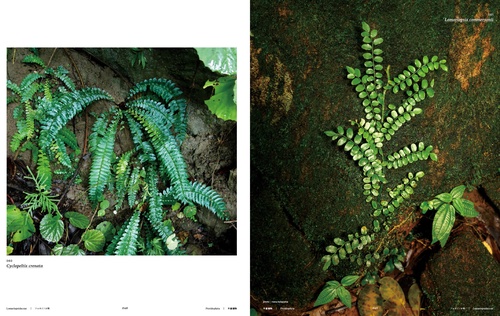 Miread M. Platt 水彩画 ジャングル植物 maxresdefault.jpg