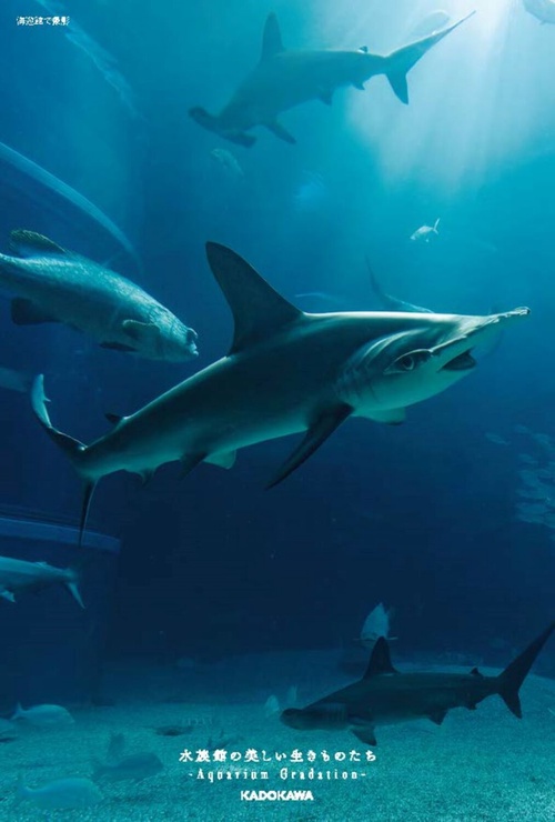 水族館の美しい生きものたち ―Aquarium Gradation― – 丸善ジュンク堂