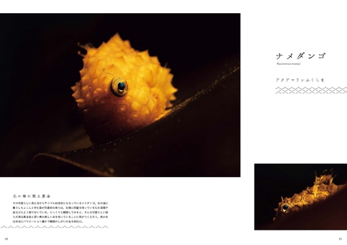 ❌水族館好き(❁ᴗ͈ˬᴗ͈)水族館の生き物 水族館の美しい生きものたち ―Aquarium Gradation― – 丸善