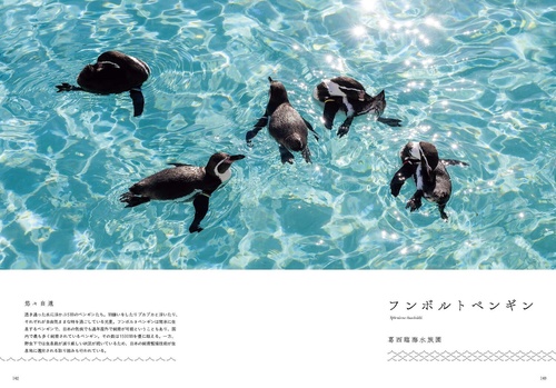 水族館の美しい生きものたち ―Aquarium Gradation― – 丸善ジュンク堂