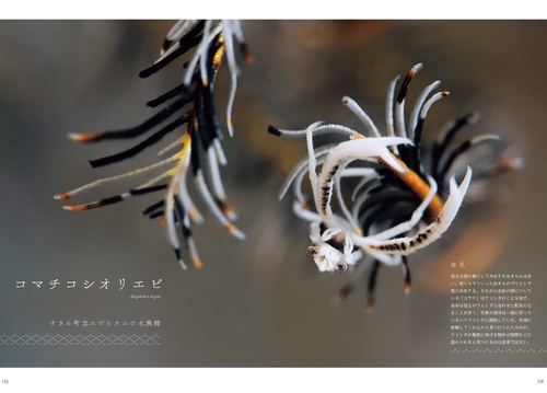 アルバム飾り 夏物＆水族館 オーダー受付中（＾ω＾）アルバム飾り 夏物