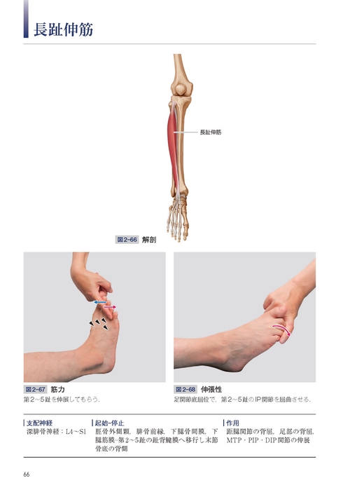 神経と筋の解剖・評価コンパクトアトラス – 丸善ジュンク堂書店
