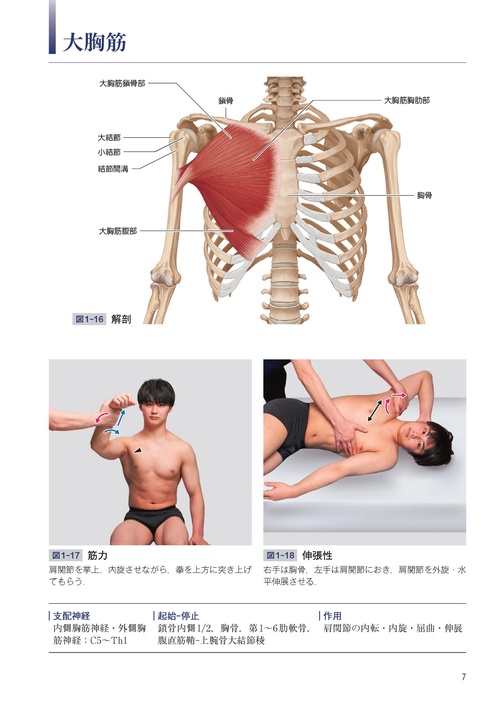 筋骨格系の解剖アトラス 上下セット Thiel法だから動きがわかりやすい! 筋骨格系の解剖アトラス 下肢