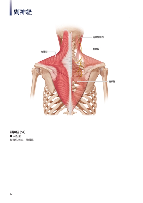 筋疾患の骨格筋画像アトラス　裁断済み 筋疾患の骨格筋画像アトラス | 久留聡 |本 | 通販 | Amazon