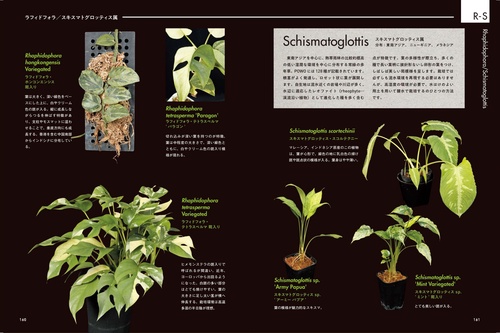 AROID ADDICTS サトイモ科熱帯植物図鑑 – 丸善ジュンク堂書店ネットストア