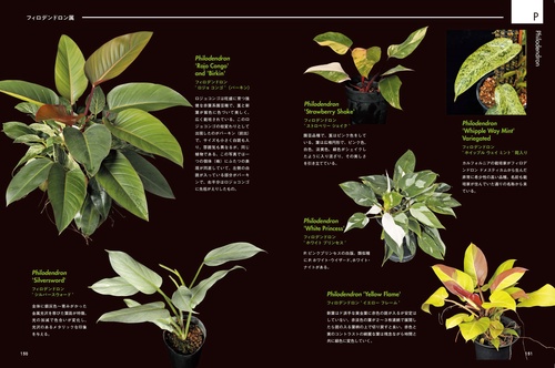 AROID ADDICTS サトイモ科熱帯植物図鑑 – 丸善ジュンク堂書店ネットストア
