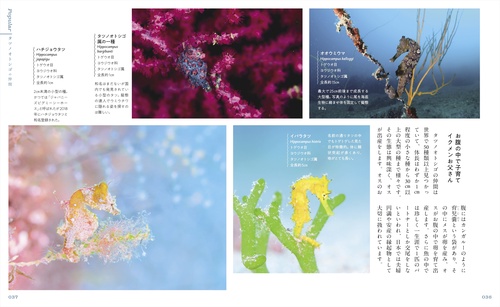 神秘的で美しい海の生きもの図鑑 – 丸善ジュンク堂書店ネットストア