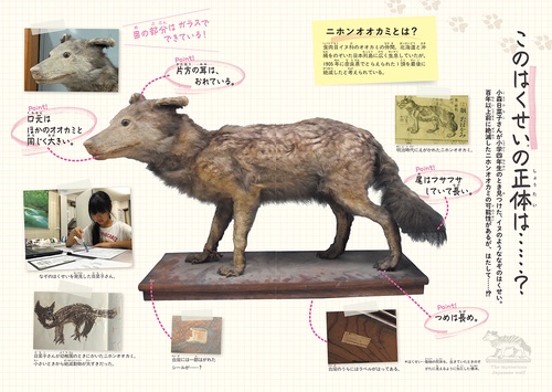 まぼろしの動物 ニホンオオカミ – 丸善ジュンク堂書店ネットストア