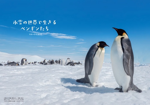 ペンギン Top to Tail ペーパーモデルキット ペンギン(ペンギン)：キッズ