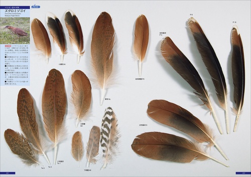 原寸大写真図鑑 羽 増補改訂第2版 – 丸善ジュンク堂書店ネットストア