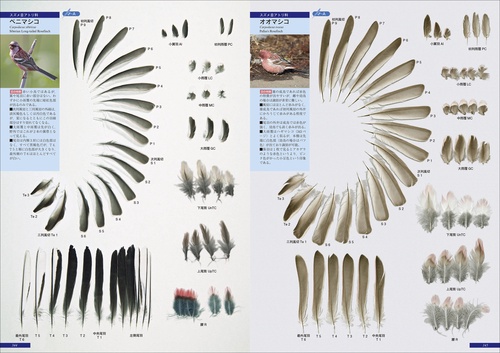 羽　原寸大写真図鑑 原寸大写真図鑑 羽 増補改訂第2版 : 叶内拓哉 | HMV&BOOKS