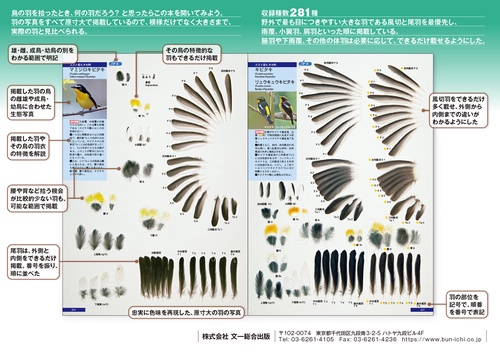 原寸大写真図鑑 羽 増補改訂第2版 – 丸善ジュンク堂書店ネット