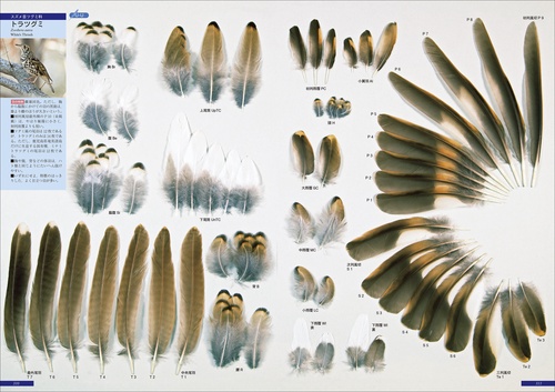 羽　原寸大写真図鑑 羽: 原寸大写真図鑑 | 高田 勝, 叶内 拓哉 |本 | 通販 | Amazon