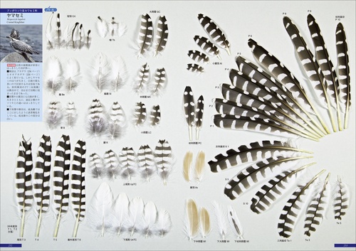 原寸大写真図鑑 羽 増補改訂第2版 – 丸善ジュンク堂書店ネットストア