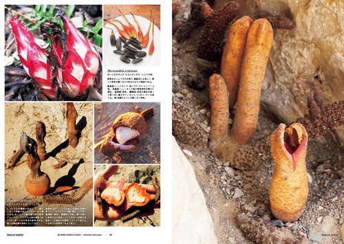世界の食用植物図鑑 ―BIZZARE EDIBLE PLANTS― – 丸善ジュンク堂