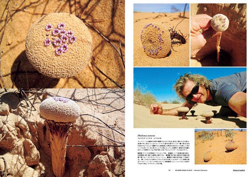世界の食用植物図鑑 ―BIZZARE EDIBLE PLANTS― – 丸善ジュンク堂書店