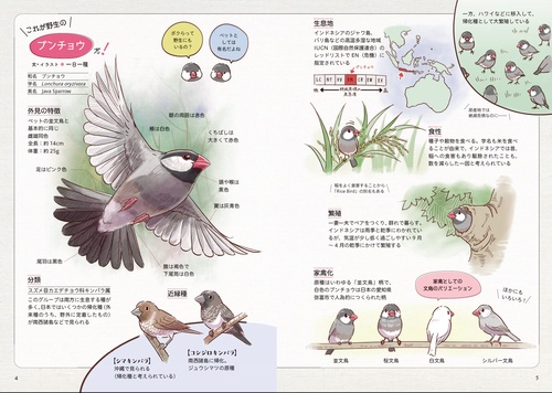 とことんブンチョウ、インコ・オウム – 丸善ジュンク堂書店ネットストア