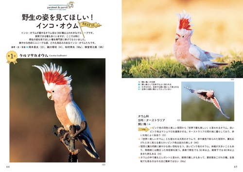 とことんブンチョウ、インコ・オウム – 丸善ジュンク堂書店ネットストア