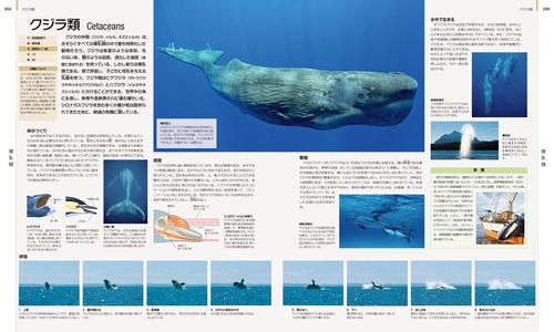 世界の動物 大図鑑【コンパクト版】 – 丸善ジュンク堂書店ネットストア