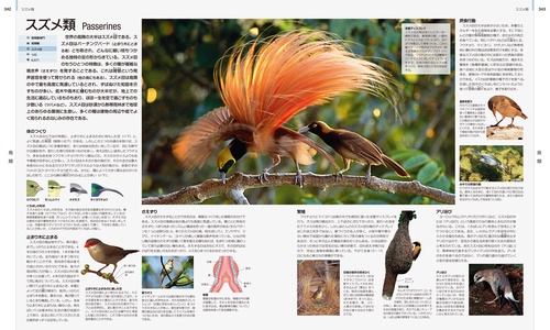 珍らしい動物たち 高島春雄著 珍らしい動物たち 高島春雄著