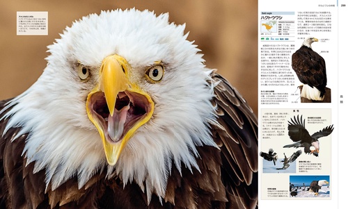 世界の動物 大図鑑【コンパクト版】 – 丸善ジュンク堂書店ネットストア