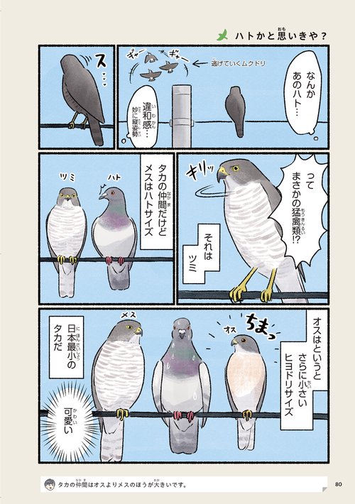 まだまだ！意外と知らない鳥の生活 – 丸善ジュンク堂書店ネットストア