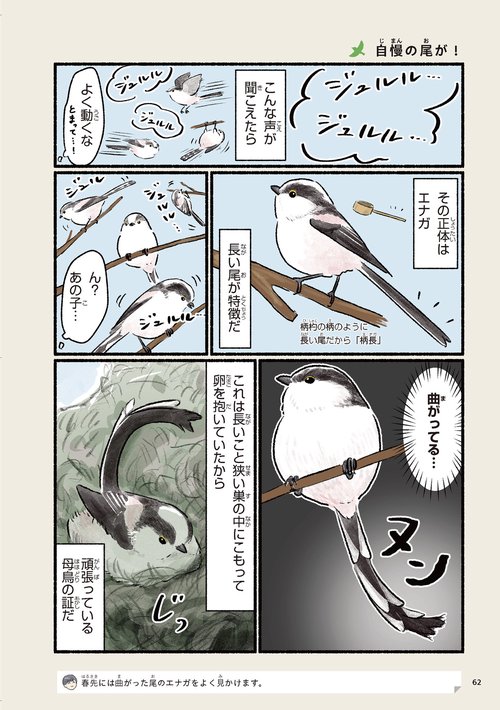 まだまだ！意外と知らない鳥の生活 – 丸善ジュンク堂書店ネットストア