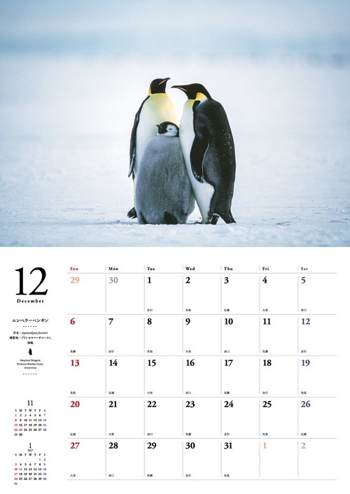ペンギンたちの素顔カレンダー 2026 – 丸善ジュンク堂書店ネット